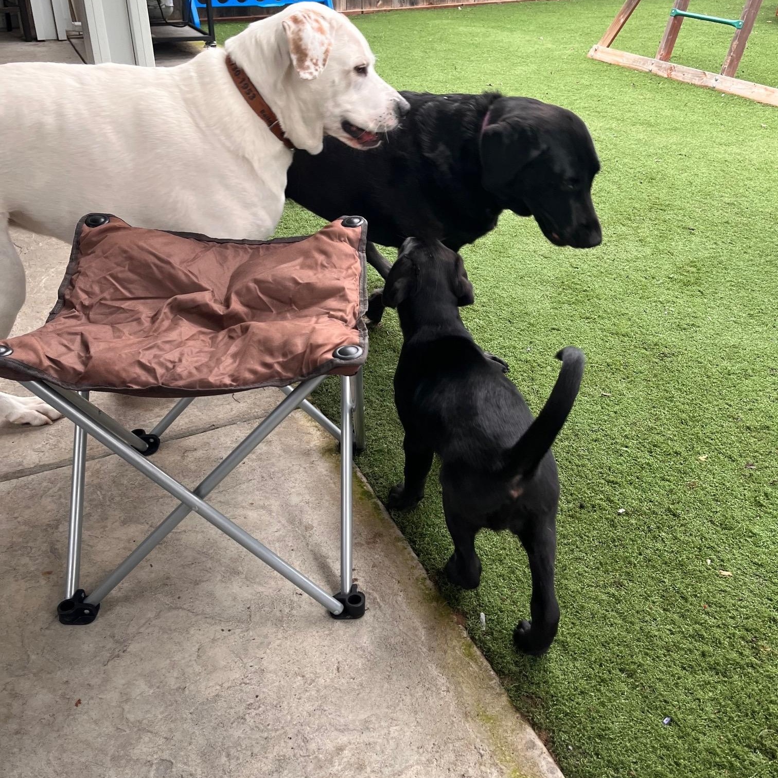 Enlarge Holly, a ADOPTABLE Labrador Retriever in Sacramento, CA image 6/6