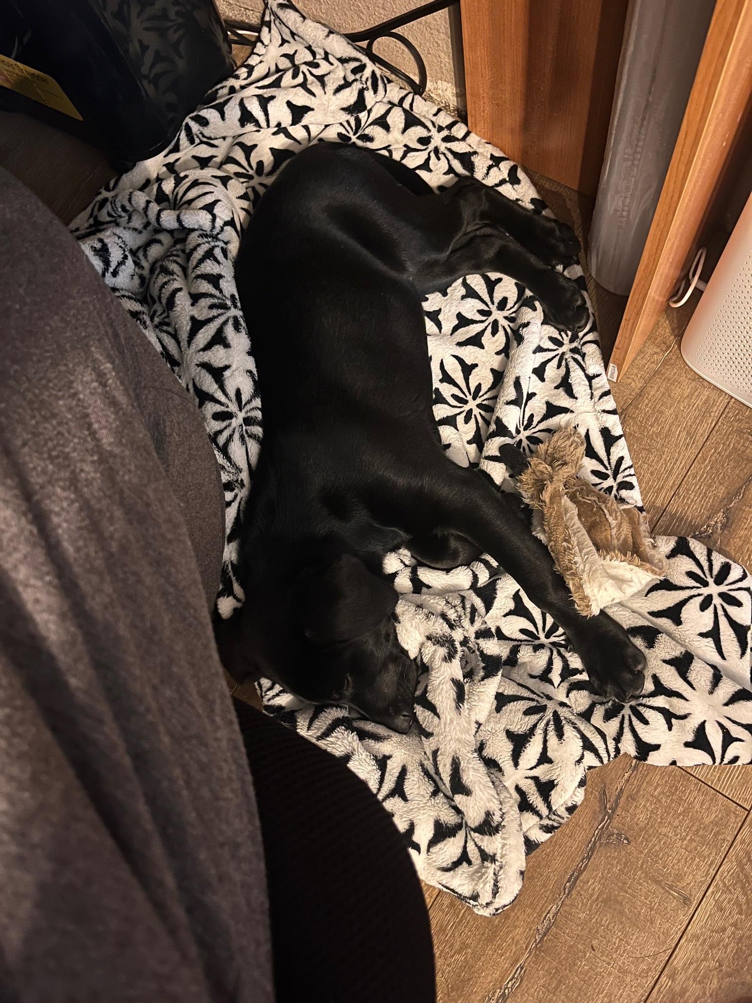 Enlarge Holly, a ADOPTABLE Labrador Retriever in Sacramento, CA image 2/6