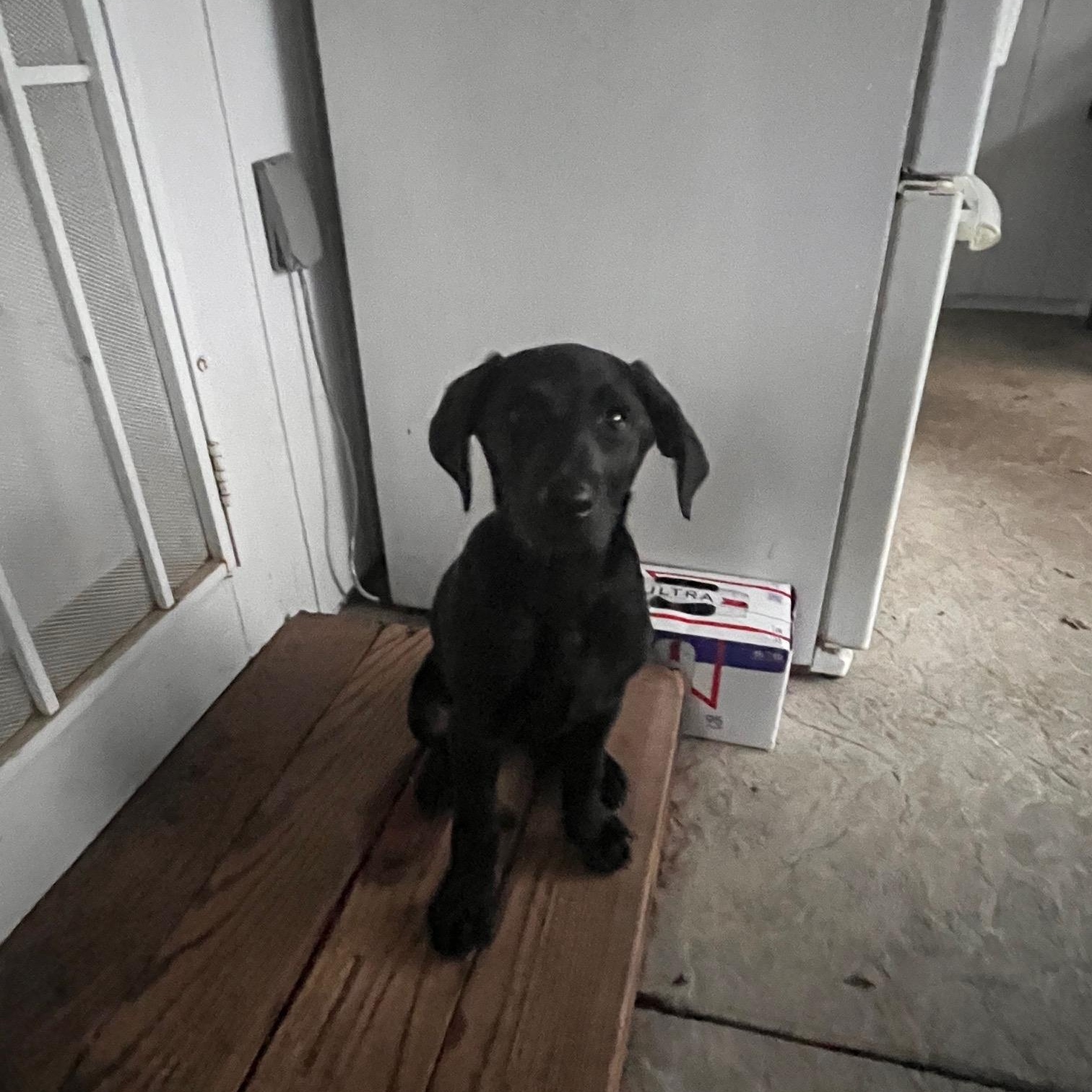 Enlarge Holly, a ADOPTABLE Labrador Retriever in Sacramento, CA image 5/6