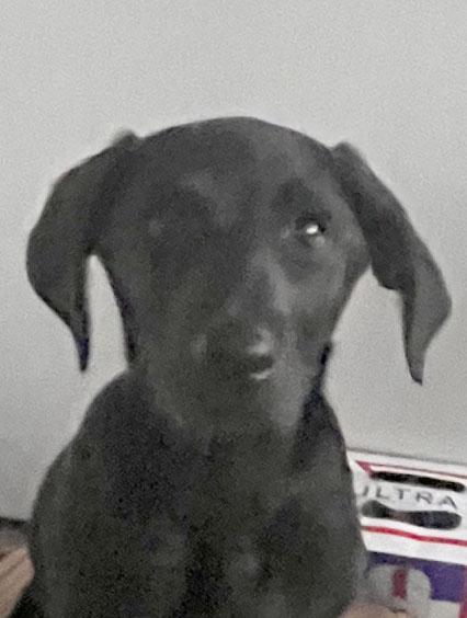 Holly, ADOPTABLE, Puppy Female Labrador Retriever.