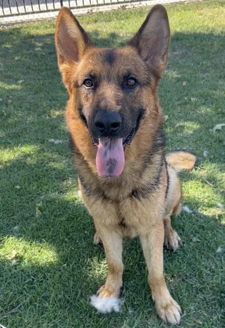 Enlarge PHOENIX, a Adoptable German Shepherd Dog in Riverside, CA image 1/1
