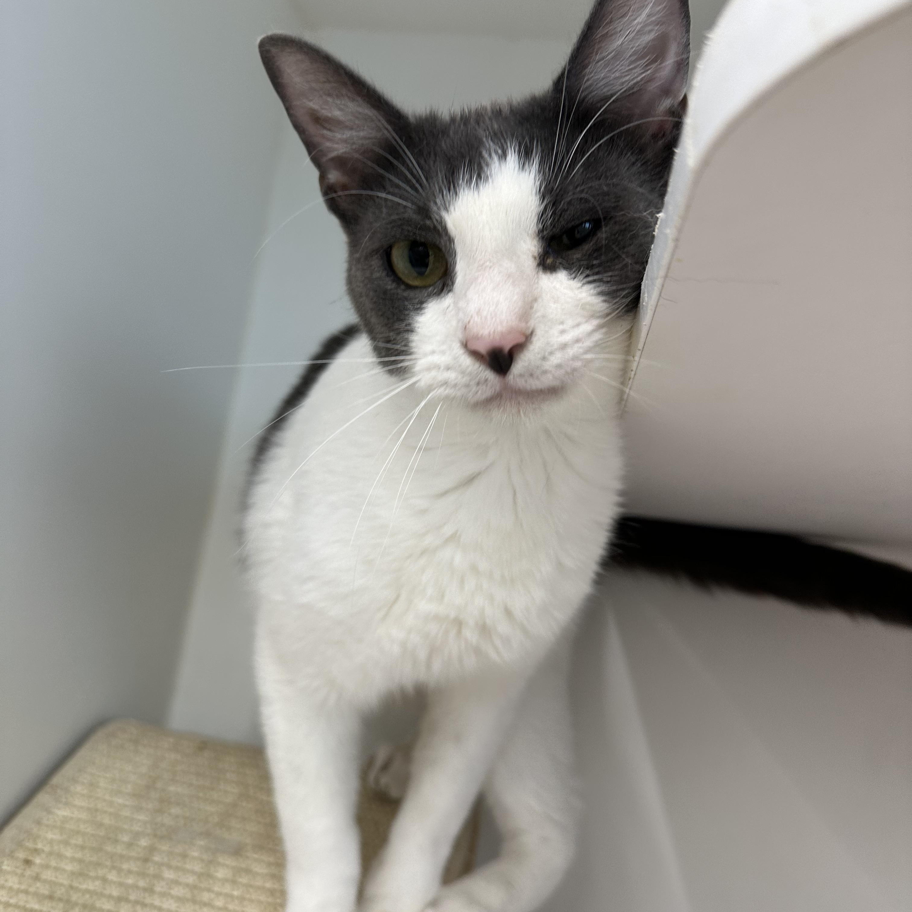 Enlarge Waylon, a ADOPTABLE Domestic Short Hair in Corpus Christi, TX image 1/2