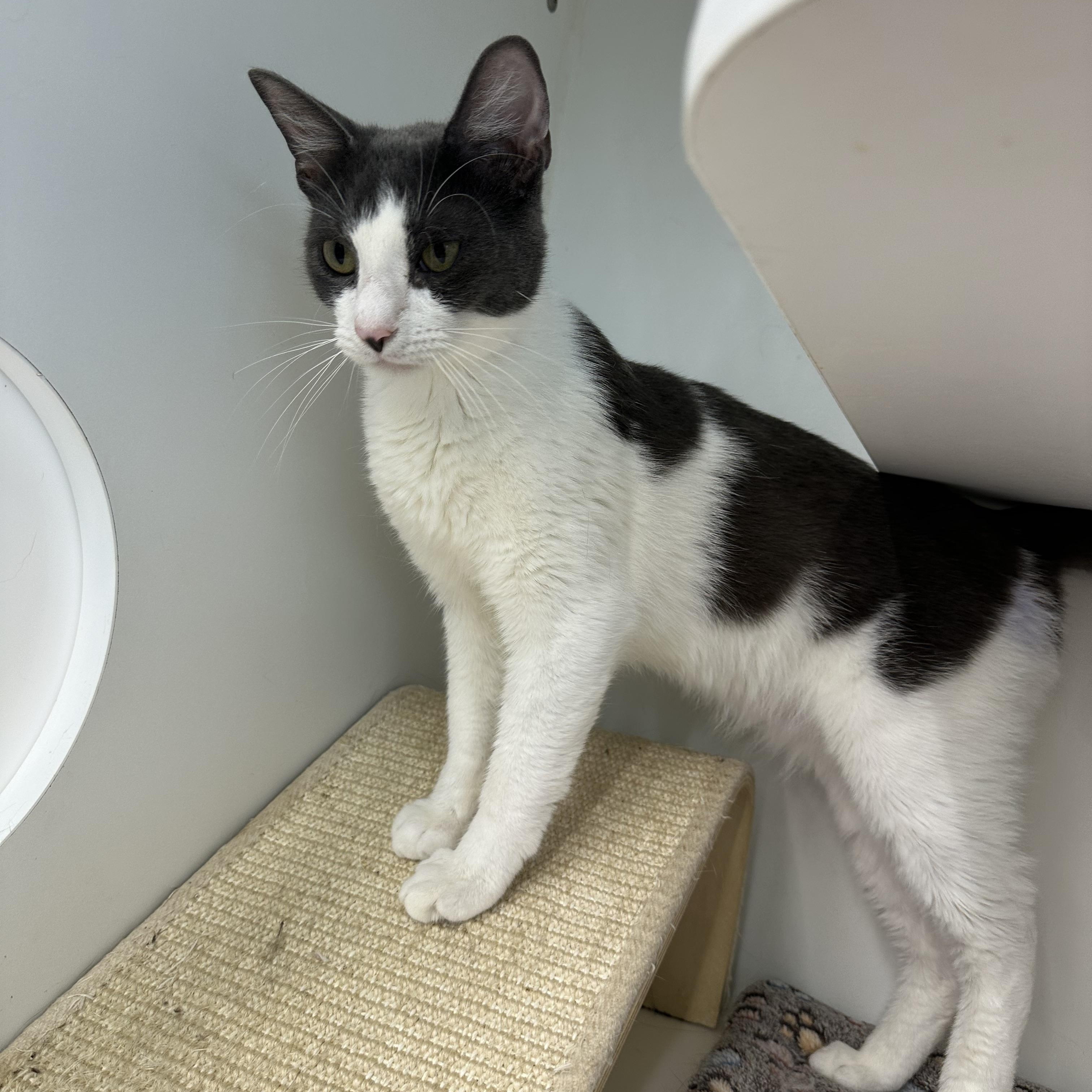 Enlarge Waylon, a ADOPTABLE Domestic Short Hair in Corpus Christi, TX image 2/2