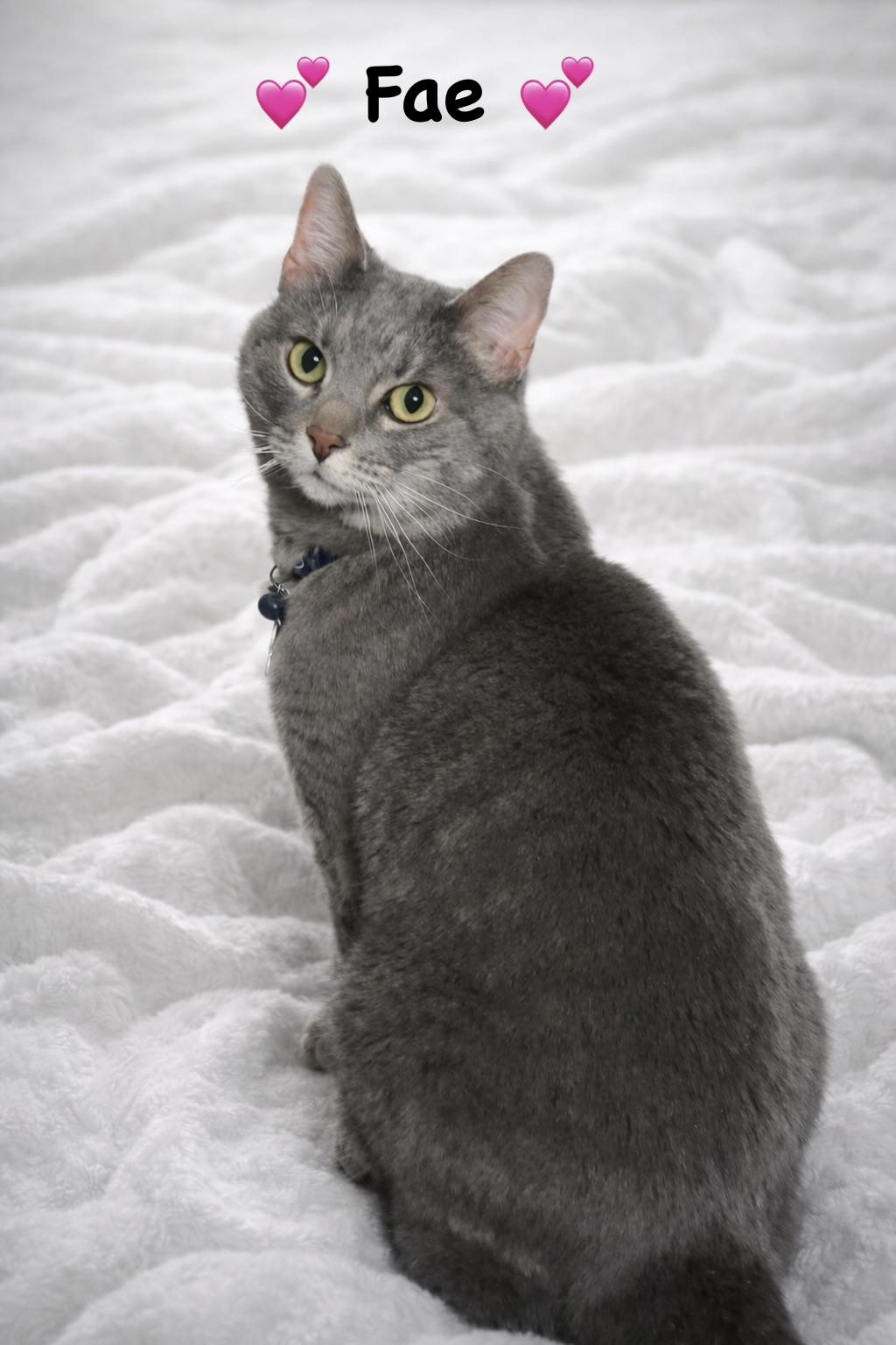 Fae, ADOPTABLE, Adult Female Domestic Short Hair.