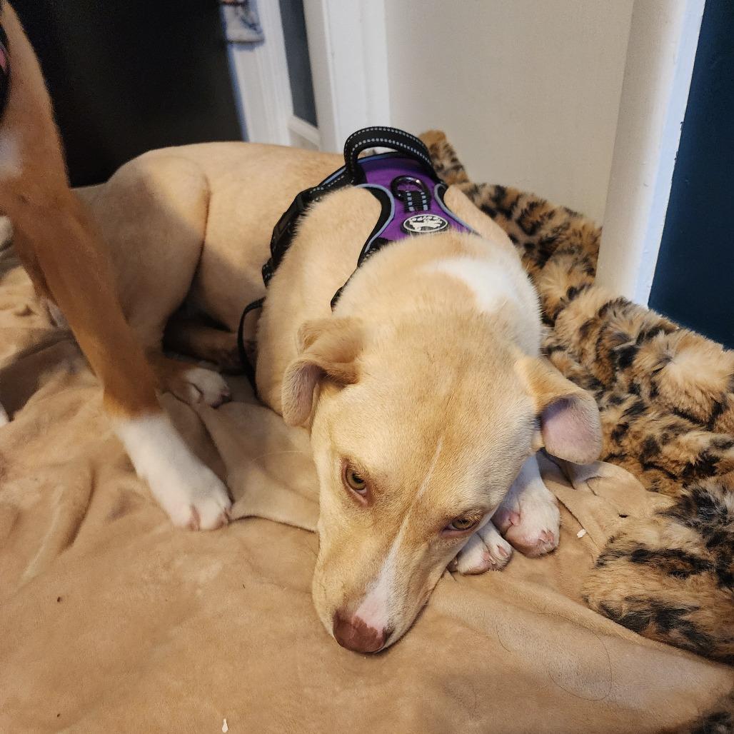 Enlarge Buttercup, a Adoptable Mixed Breed in Buffalo, MN image 4/6