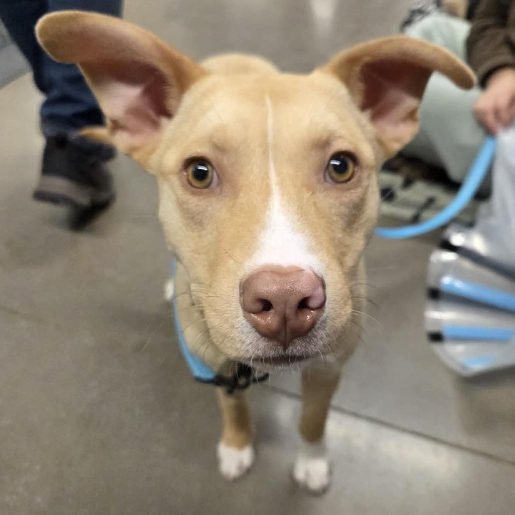 Buttercup, Adoptable, Young Female Mixed Breed.