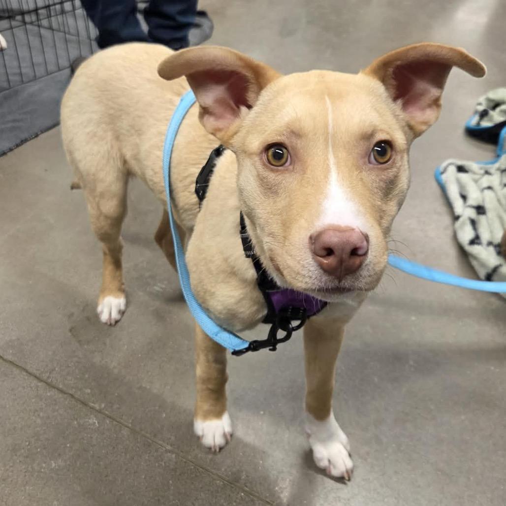 Enlarge Buttercup, a Adoptable Mixed Breed in Buffalo, MN image 5/6