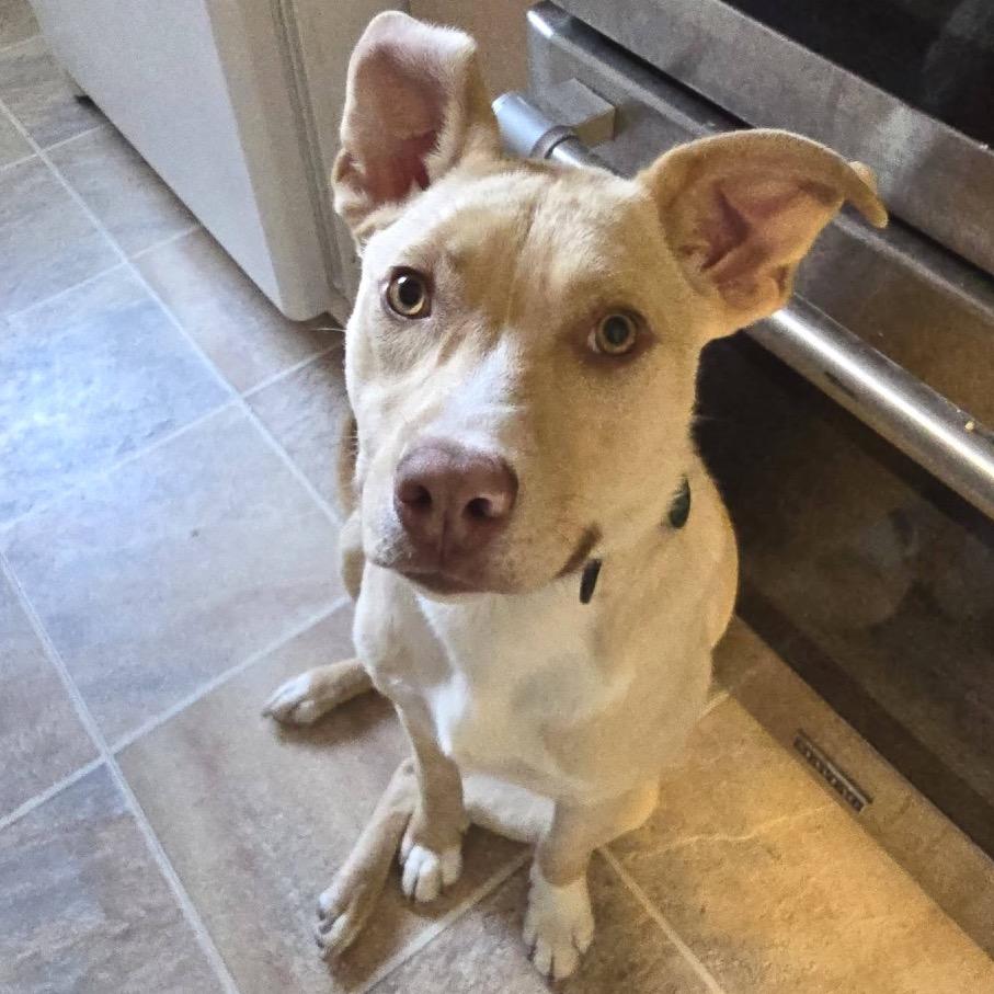Buttercup, a Adoptable Mixed Breed in Buffalo, MN image 2/6