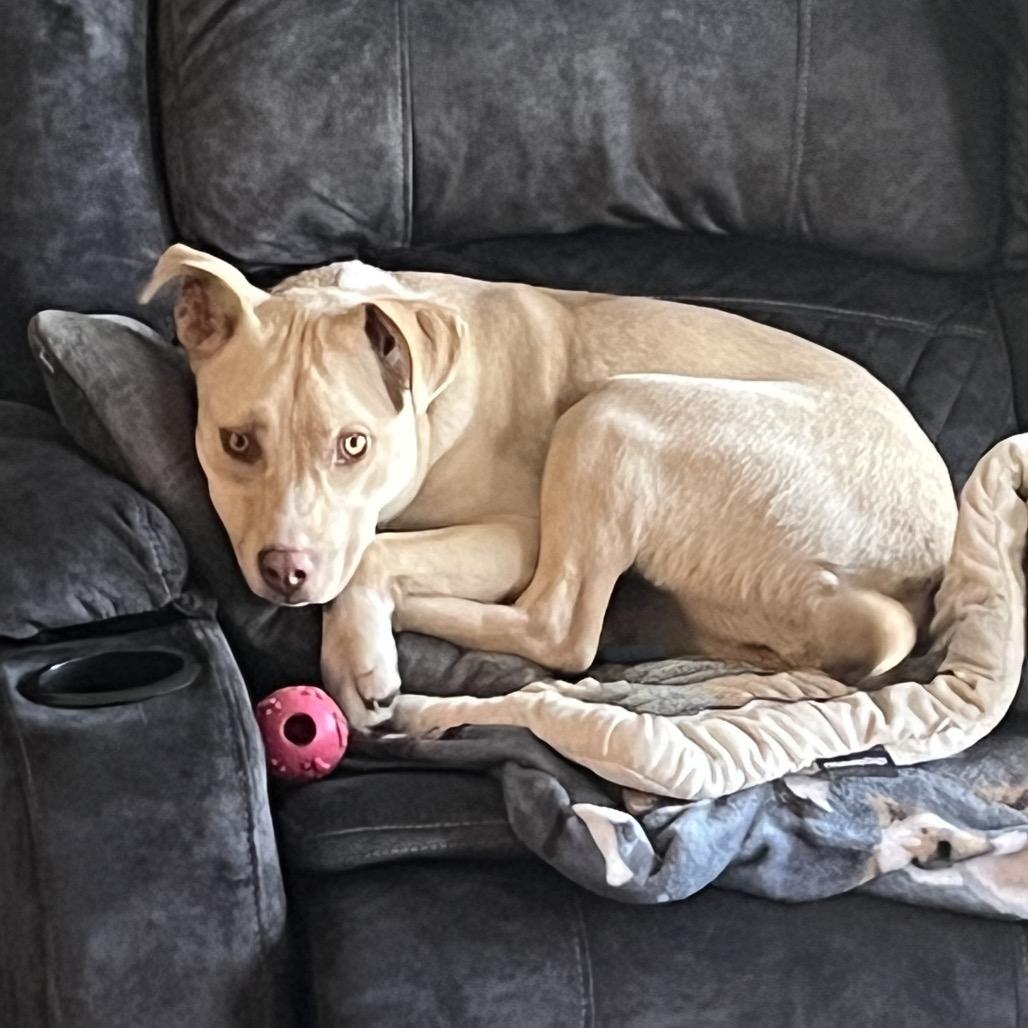 Buttercup, a Adoptable Mixed Breed in Buffalo, MN image 3/6