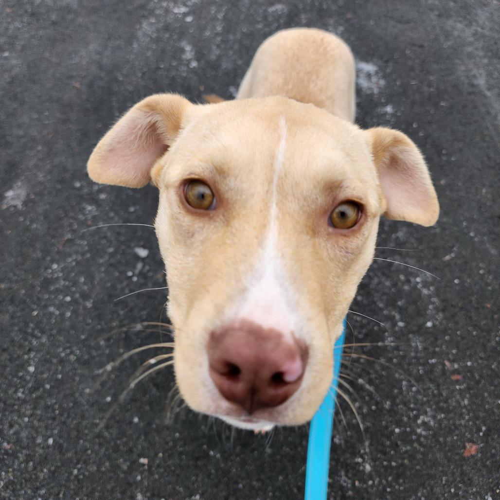 Enlarge Buttercup, a Adoptable Mixed Breed in Buffalo, MN image 6/6