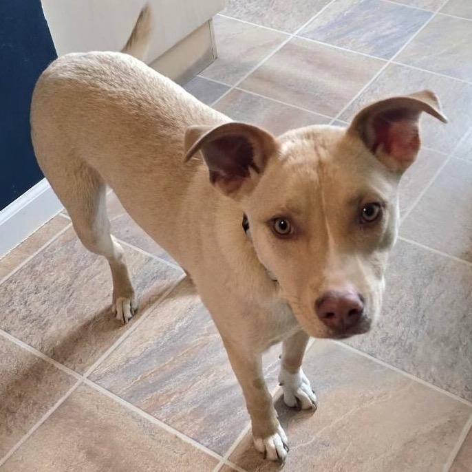 Enlarge Buttercup, a Adoptable Mixed Breed in Buffalo, MN image 2/6