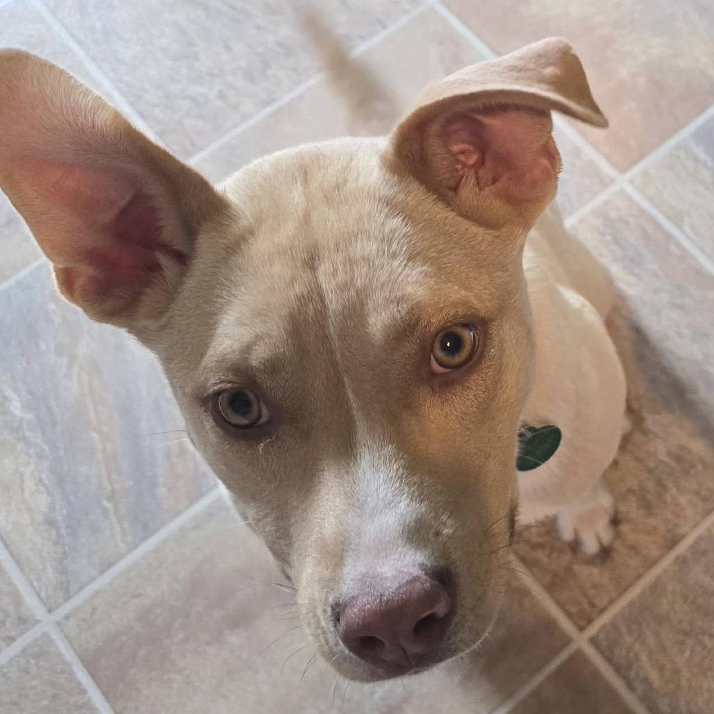 Buttercup, a Adoptable Mixed Breed in Buffalo, MN image 5/6