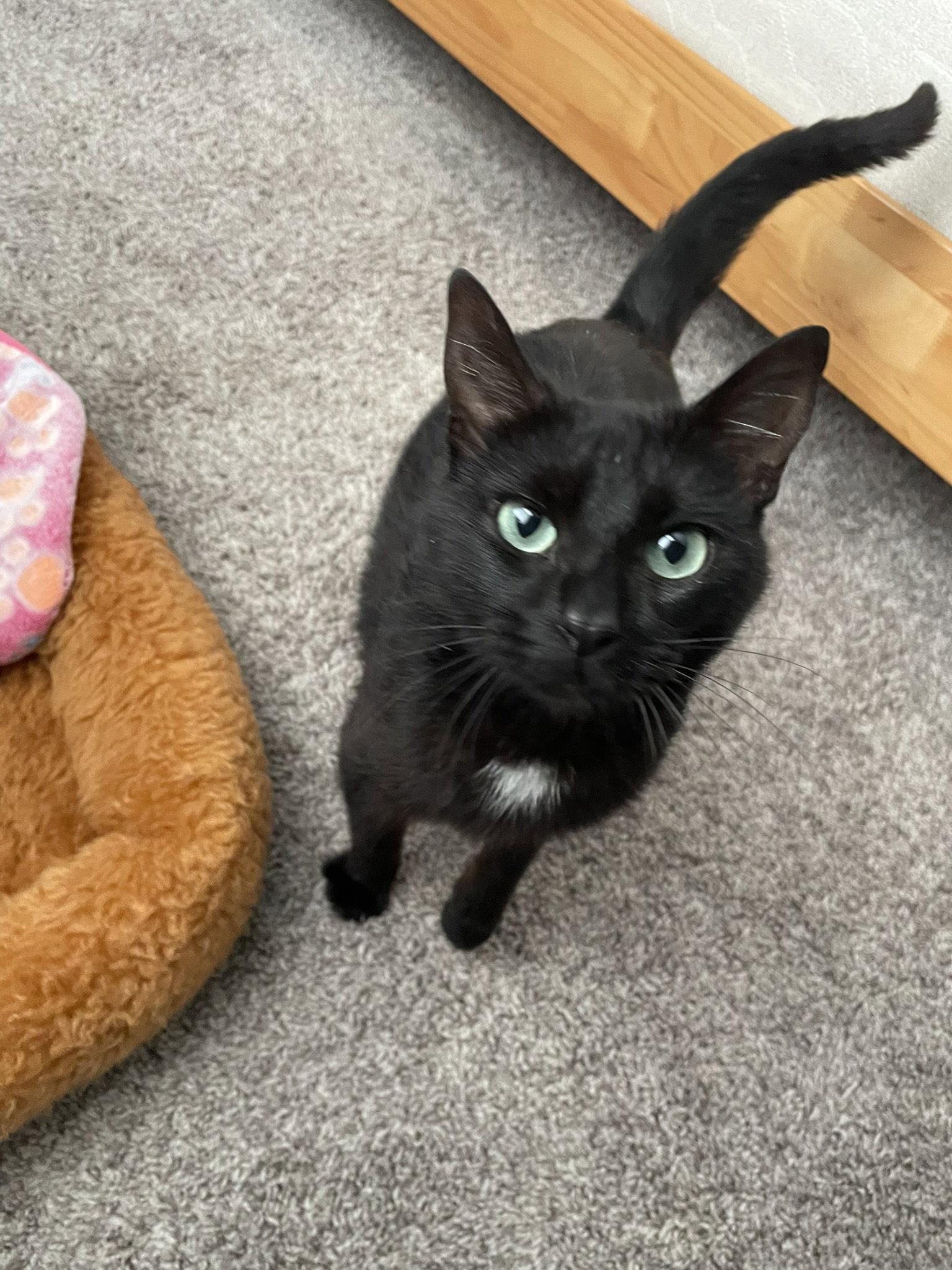 Ember, a Adoptable Domestic Medium Hair in Blairsville, GA image 1/2
