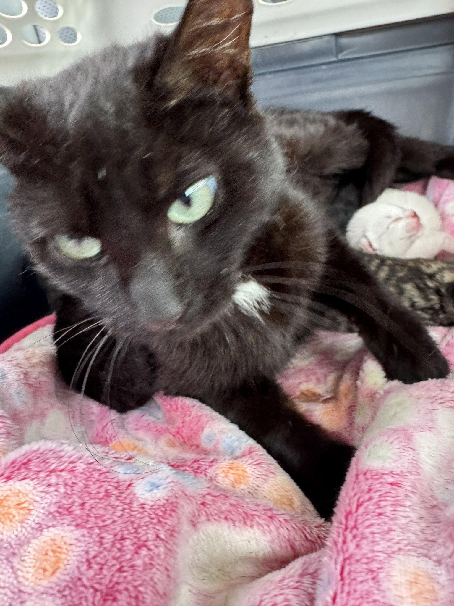 Ember, a Adoptable Domestic Medium Hair in Blairsville, GA image 2/2