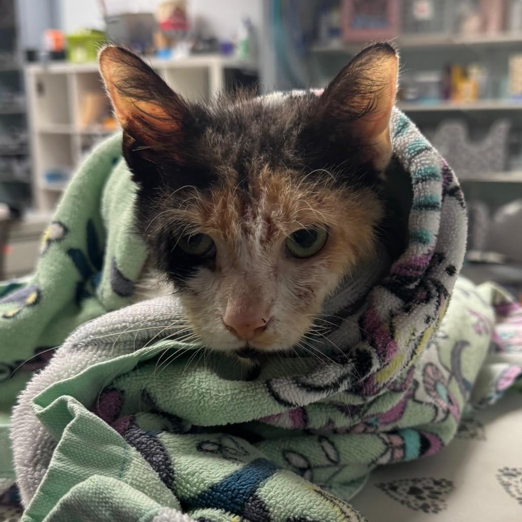 Esther - IN FOSTER, Adoptable, Senior Female Domestic Short Hair.