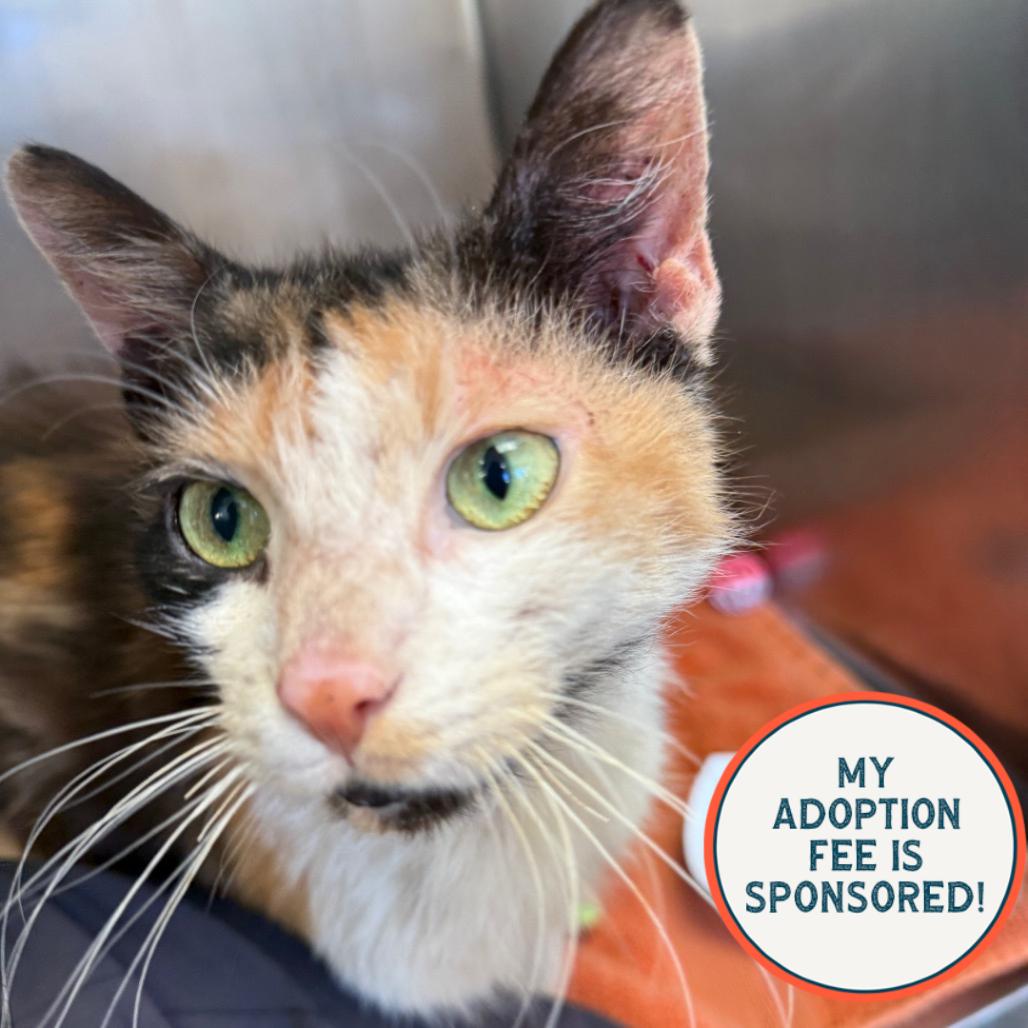 Enlarge Esther - IN FOSTER, a Adoptable Domestic Short Hair in Birdsboro, PA image 2/3