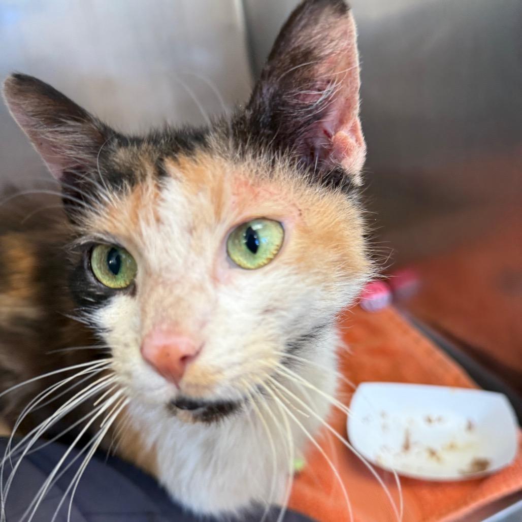 Enlarge Esther - IN FOSTER, a Adoptable Domestic Short Hair in Birdsboro, PA image 3/3