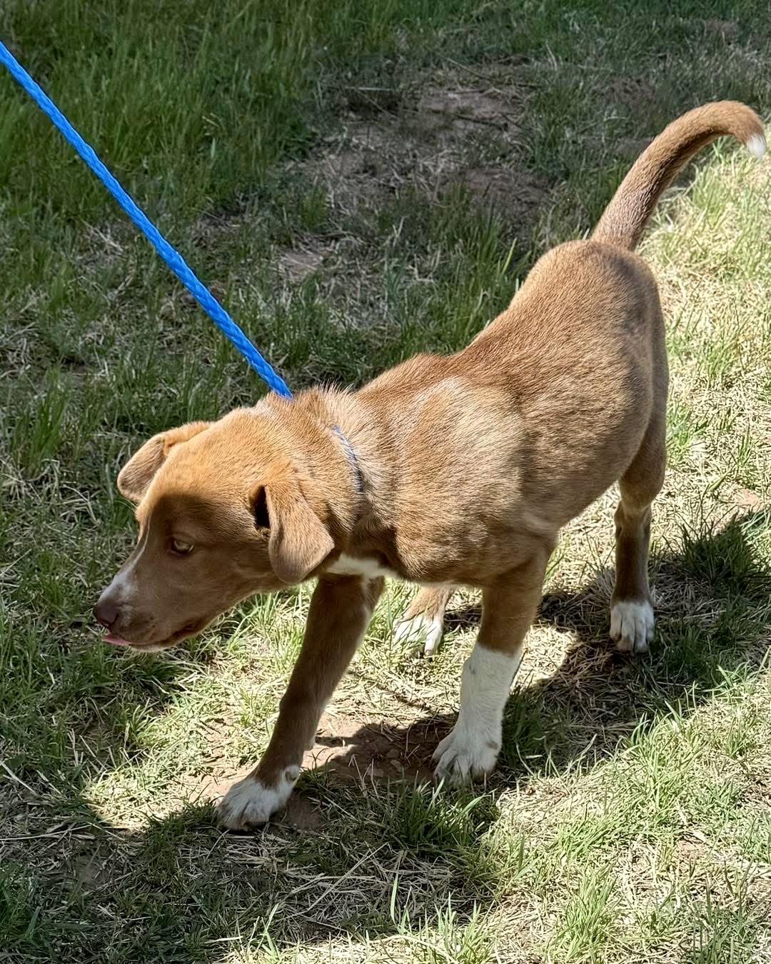 Delilah , Adoptable, Puppy Female Labrador Retriever.