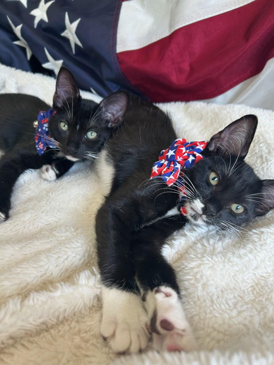 Junebug, Adoptable, Kitten Female Domestic Short Hair.