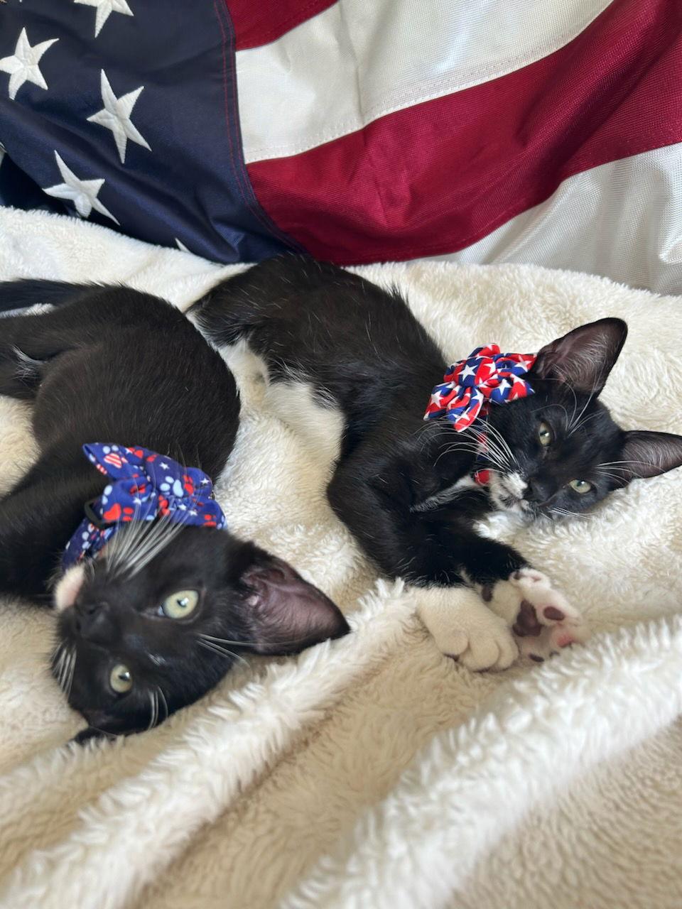 Junebug, a Adoptable Domestic Short Hair in Oviedo, FL image 2/3