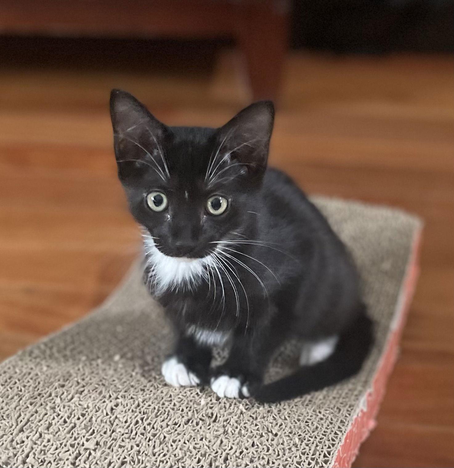 Junebug, a Adoptable Domestic Short Hair in Oviedo, FL image 3/3