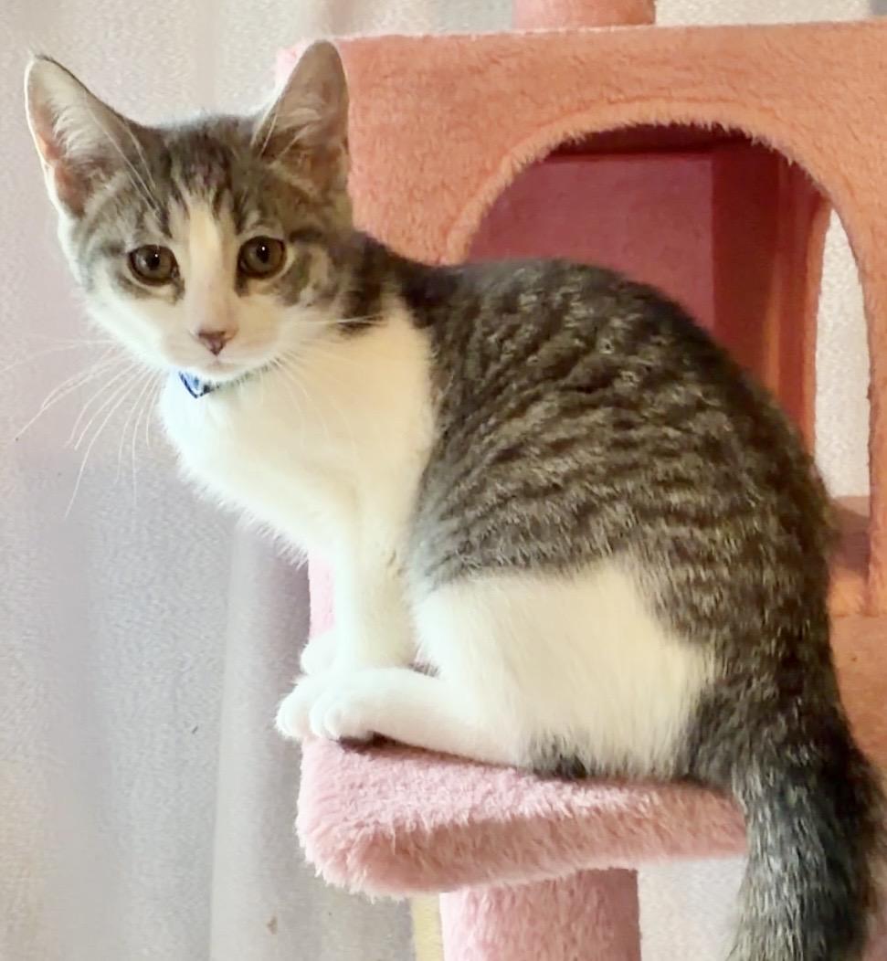 Enlarge Draco, an adopted Domestic Short Hair in Syracuse, NY image 2/6