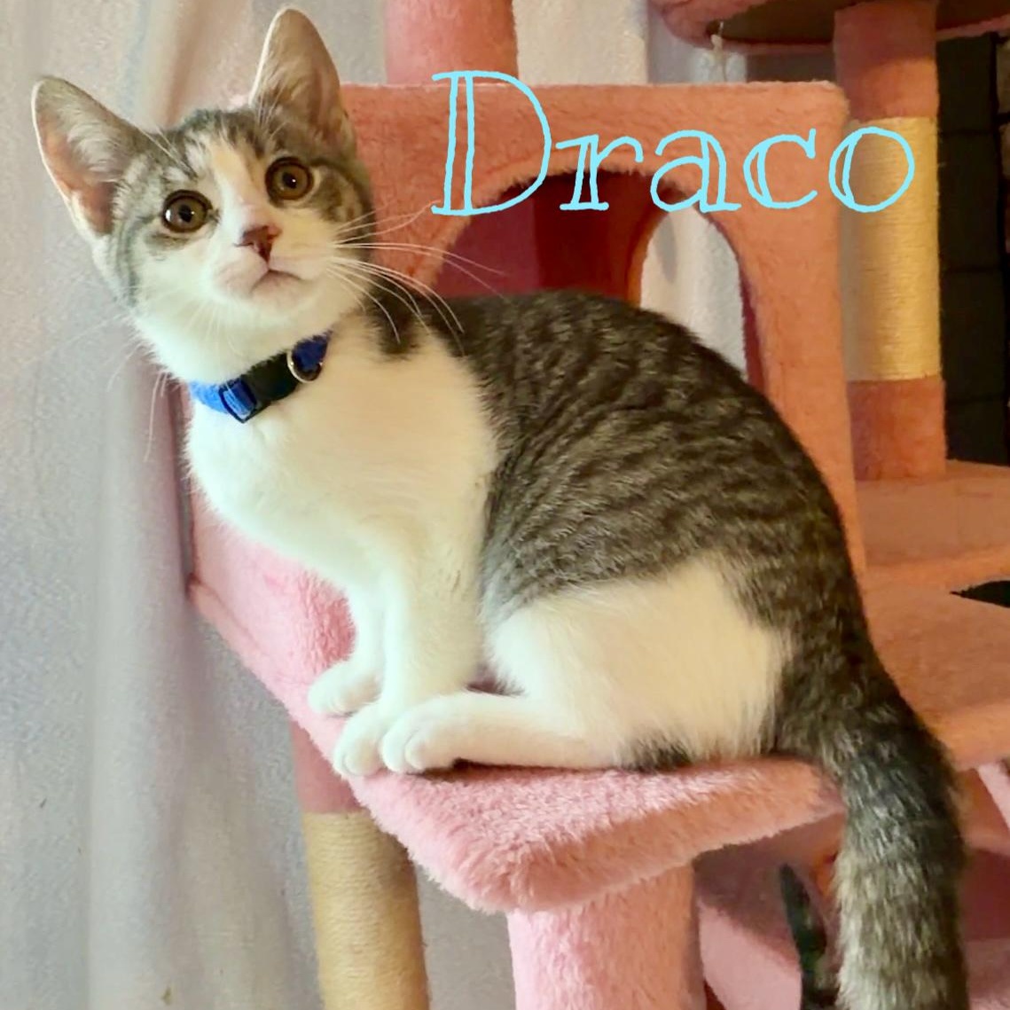 Draco, adopted, Kitten Female Domestic Short Hair.