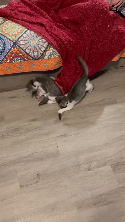 Enlarge Draco, an adopted Domestic Short Hair in Syracuse, NY video 6/6