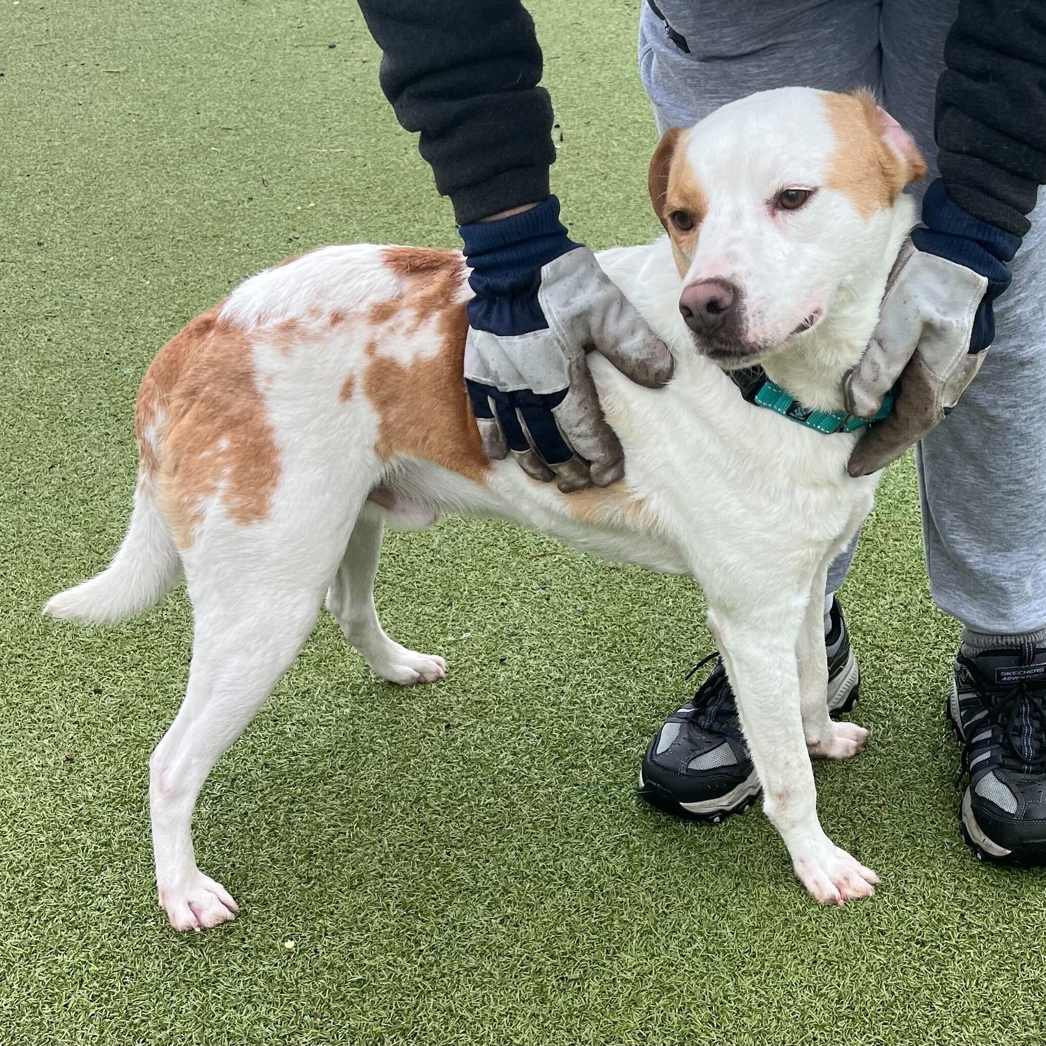 Enlarge Biscuit, an adopted mixed breed in New Bedford, MA image 3/3