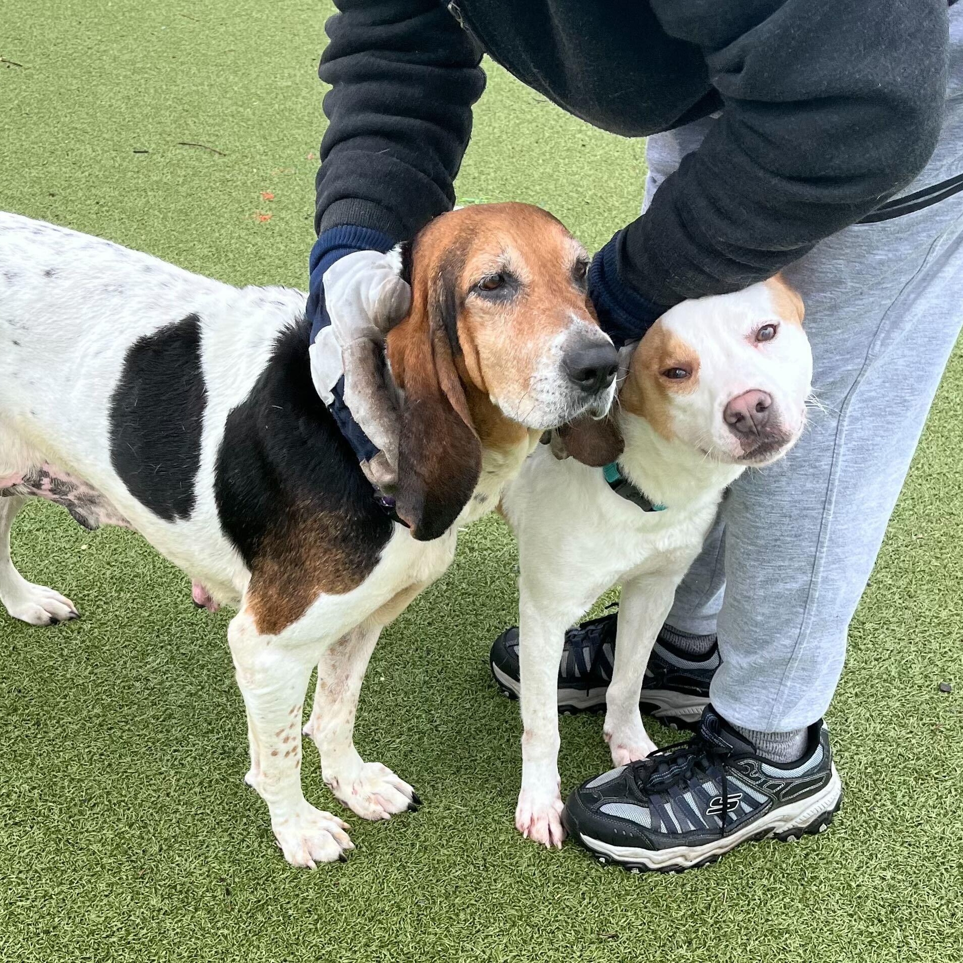 Enlarge Biscuit, an adopted mixed breed in New Bedford, MA image 2/3