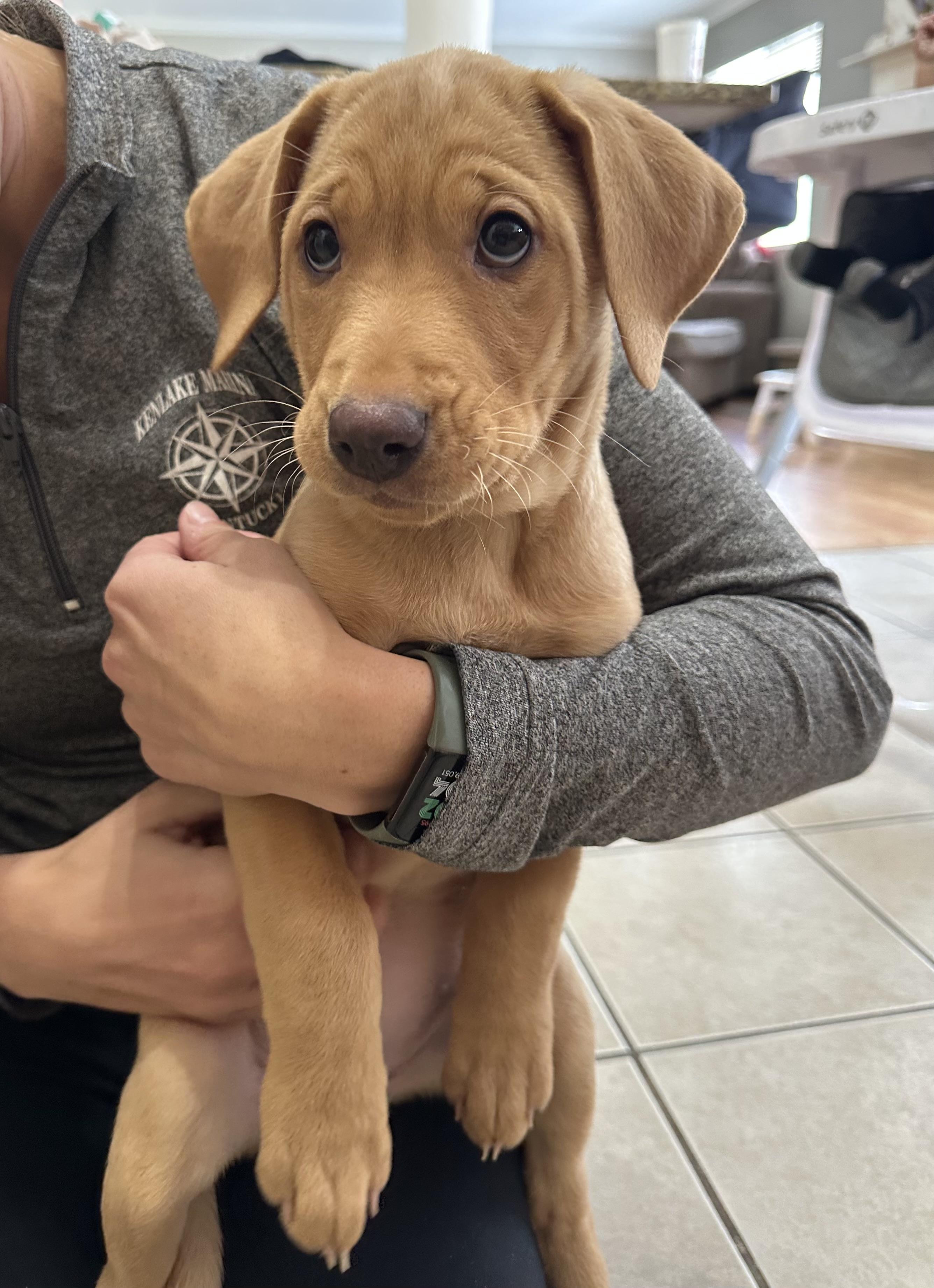 Ivy, adopted, Puppy Female Labrador Retriever.