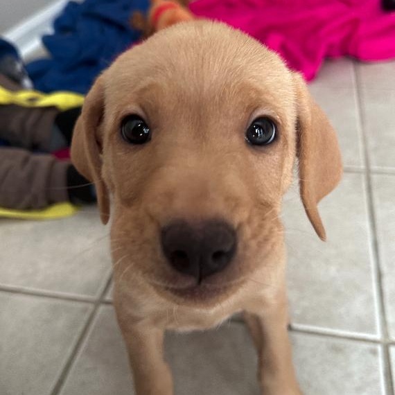 Ivy, an adopted mixed breed in Plainfield, IL image 4/6