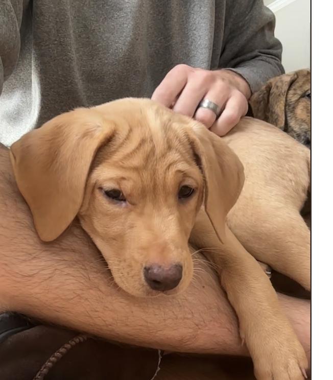 Ivy, an adopted mixed breed in Plainfield, IL image 3/6