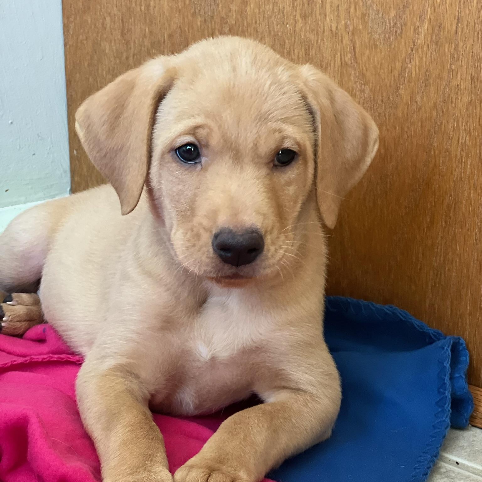 Ivy, an adopted mixed breed in Plainfield, IL image 2/6