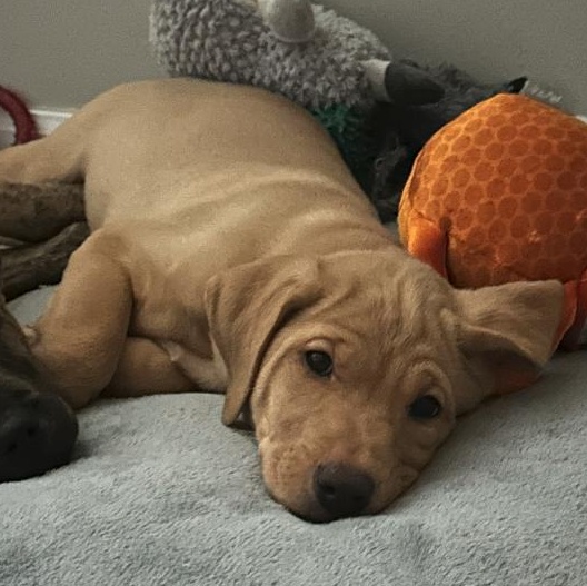 Ivy, an adopted mixed breed in Plainfield, IL image 6/6