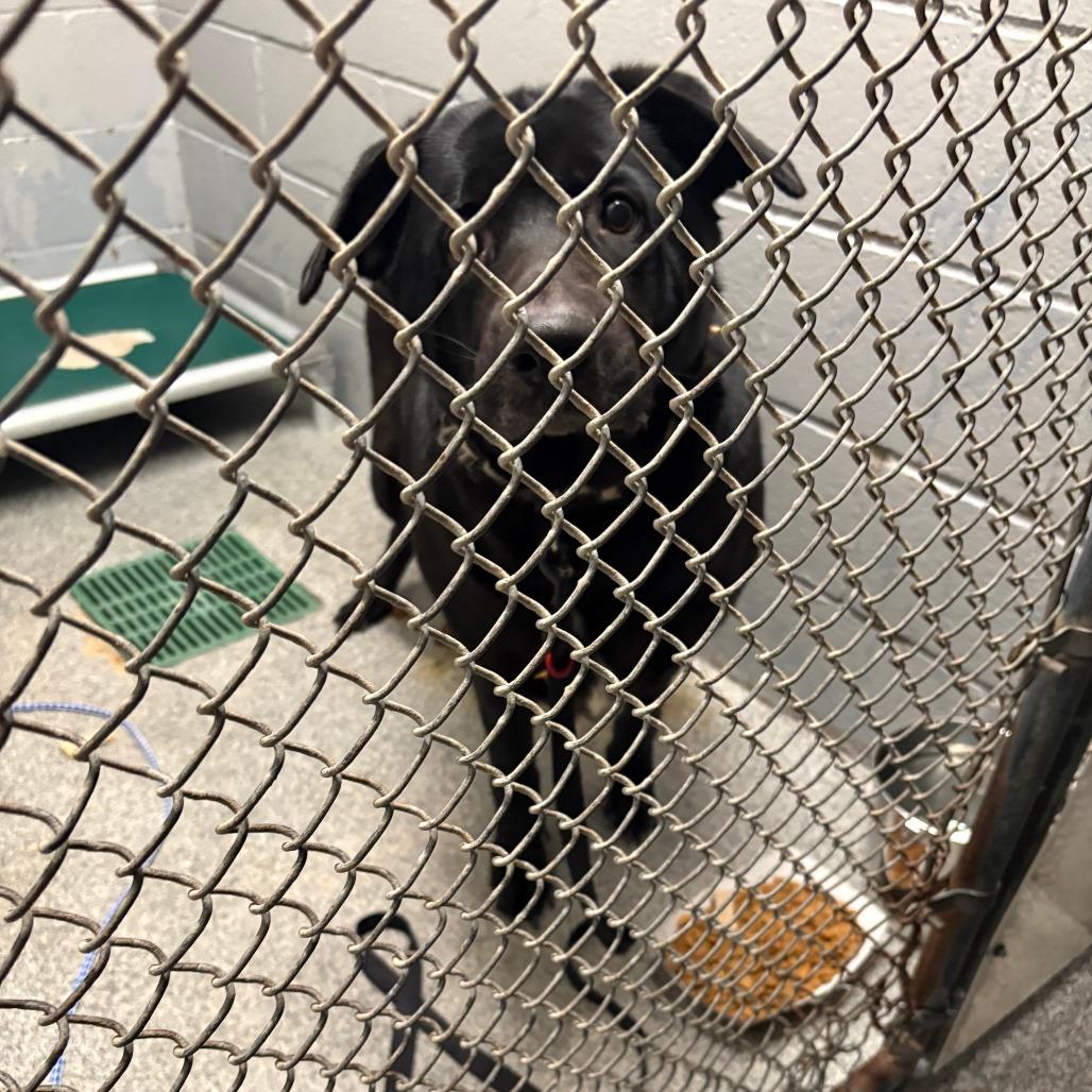 Hayden, Adoptable, Adult Female Black Labrador Retriever & Mixed Breed.
