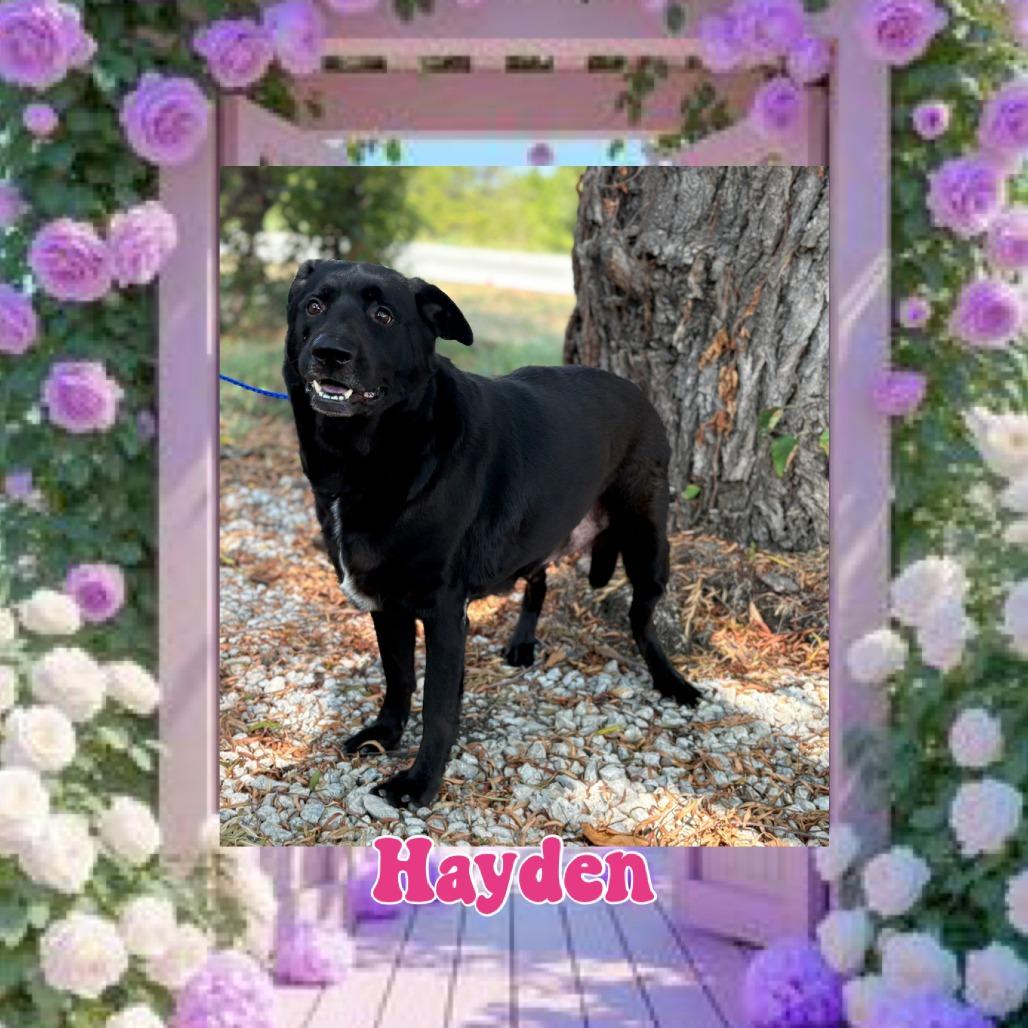 Enlarge Hayden, a Adoptable mixed breed in Royse City, TX image 2/2