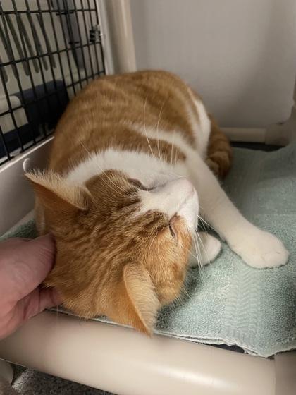 Woody, Adoptable, Adult Male Domestic Short Hair & Domestic Short Hair.