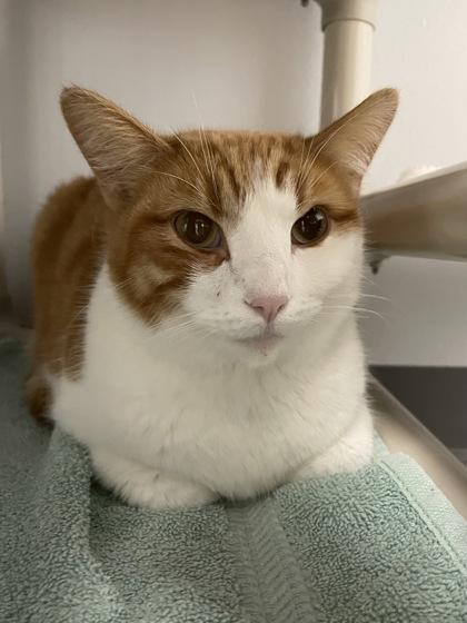 Enlarge Woody, a Adoptable mixed breed in Madison, WI image 2/3