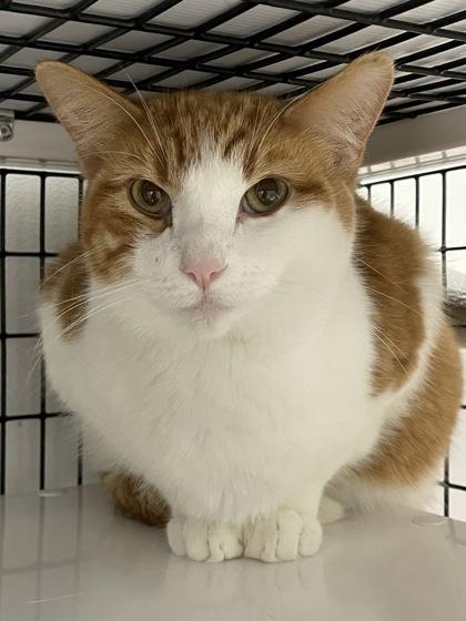 Enlarge Woody, a Adoptable mixed breed in Madison, WI image 3/3