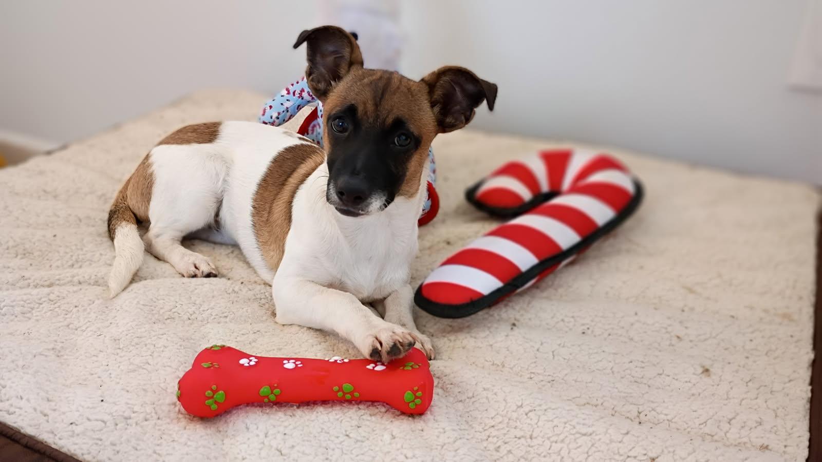 Little Carla Is Ready thumbnail 2