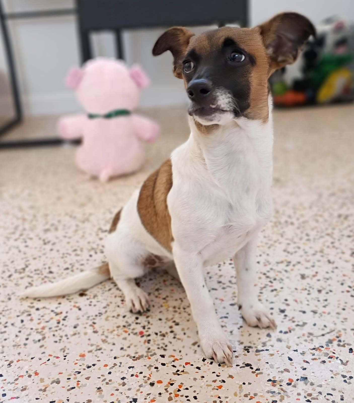 Little Carla Is Ready thumbnail 5