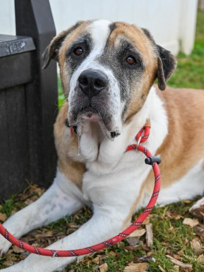 Barney — thumbnail 2