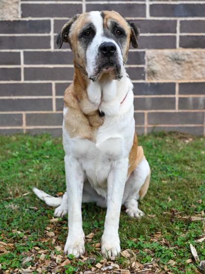 Barney — thumbnail 3