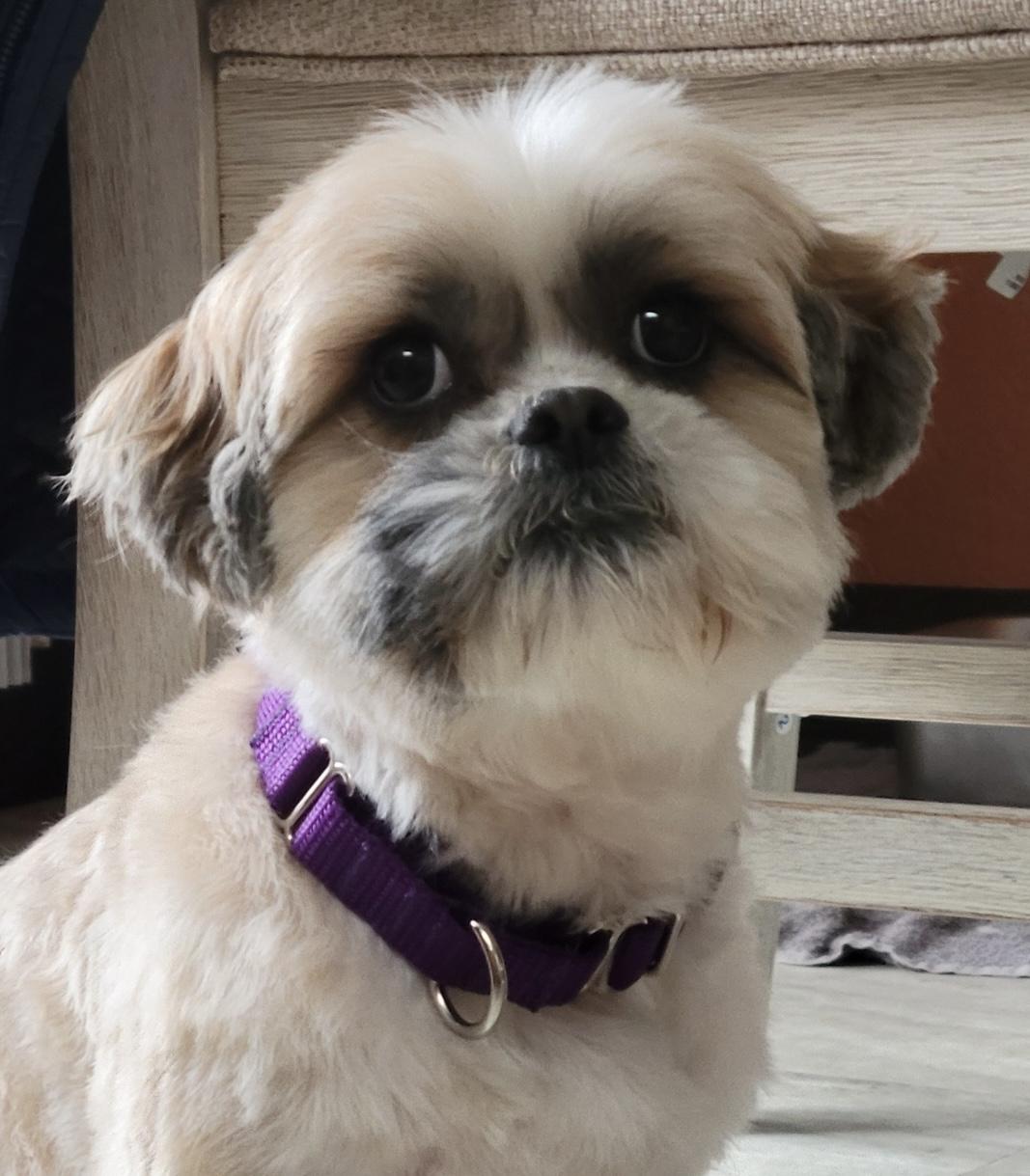 Louis, a ADOPTABLE mixed breed in Silvana, WA image 2/2