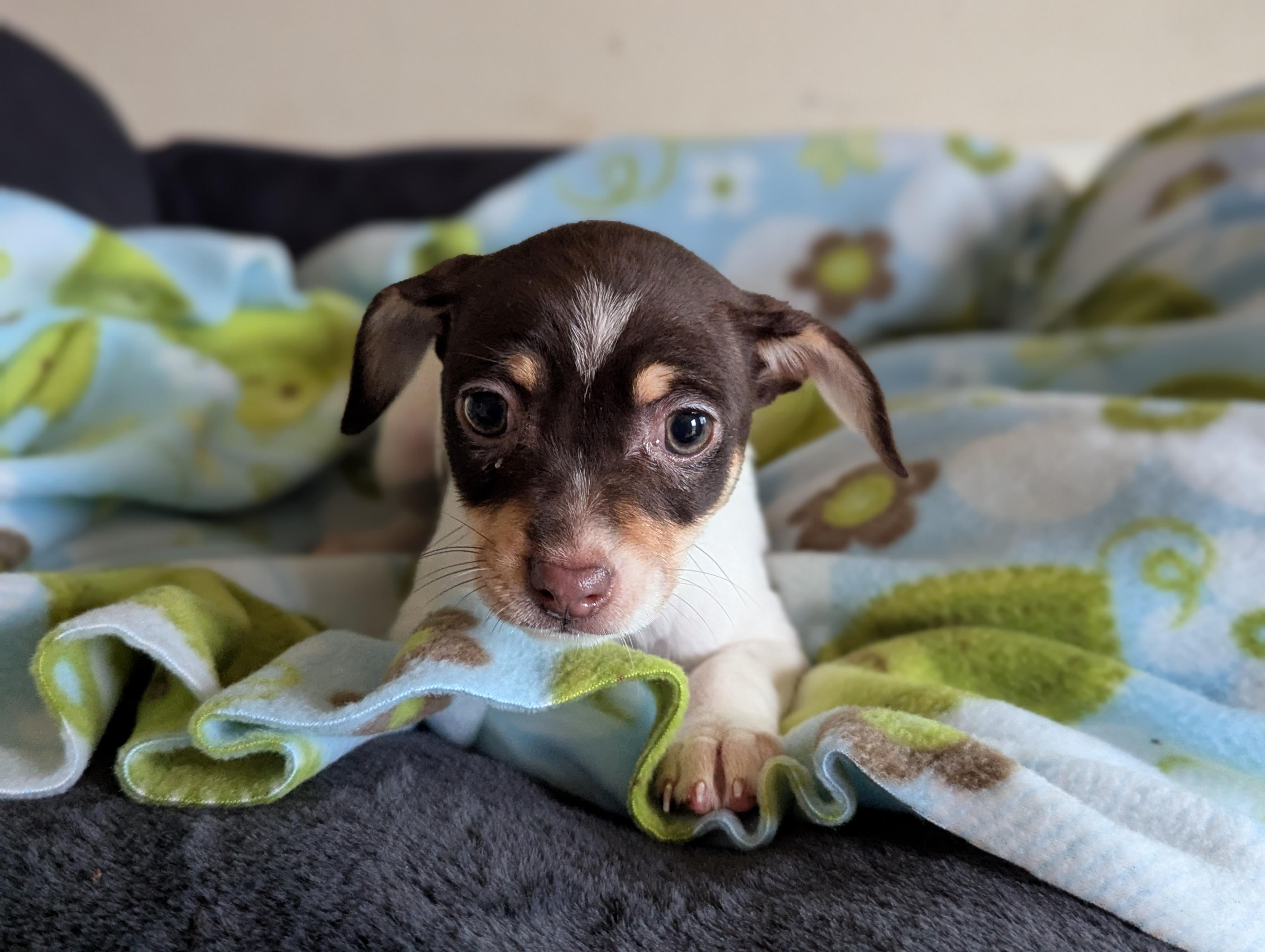 Cinnamon , adopted, Puppy Female Yorkshire Terrier.