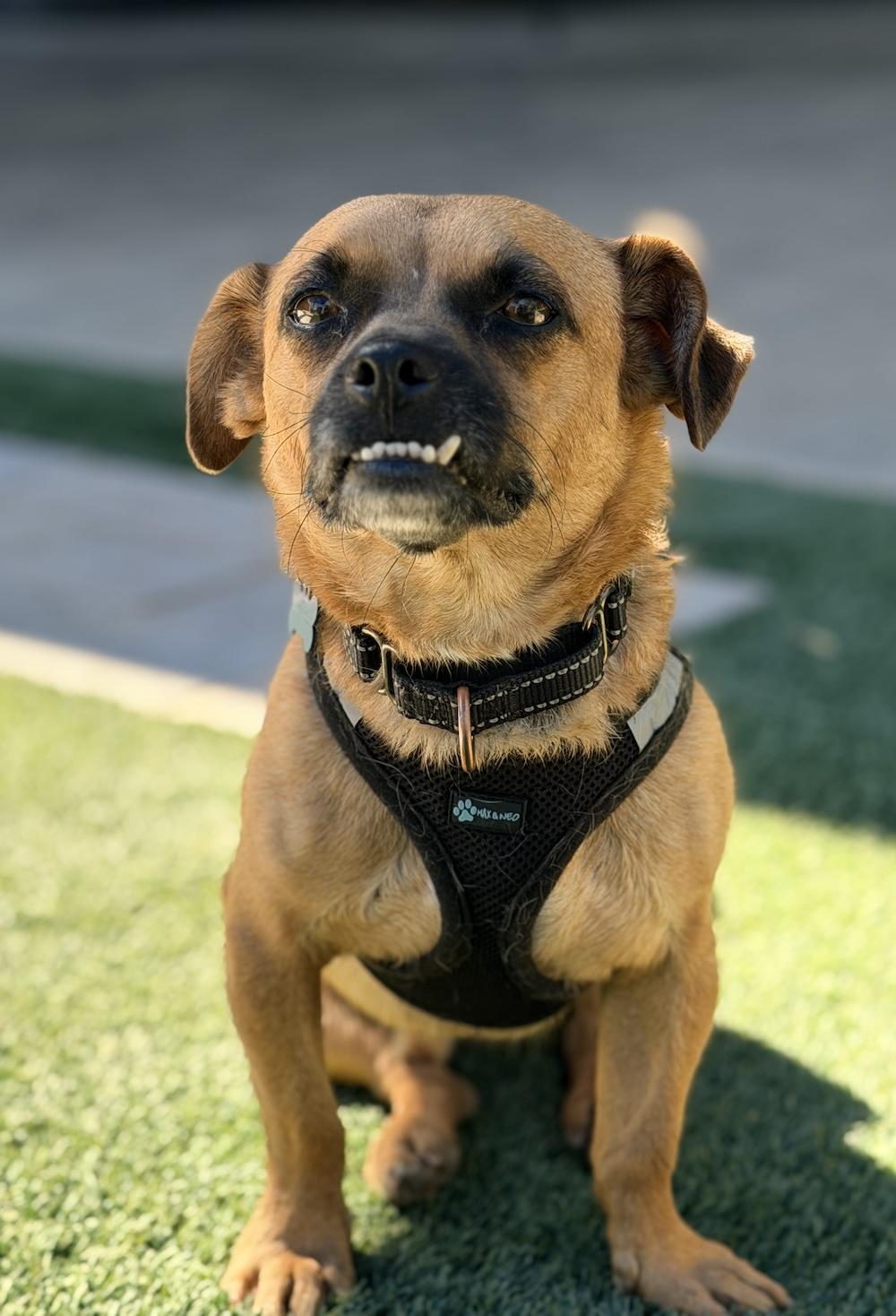 Enlarge Iggy, a Adoptable mixed breed in Scottsdale, AZ image 1/6