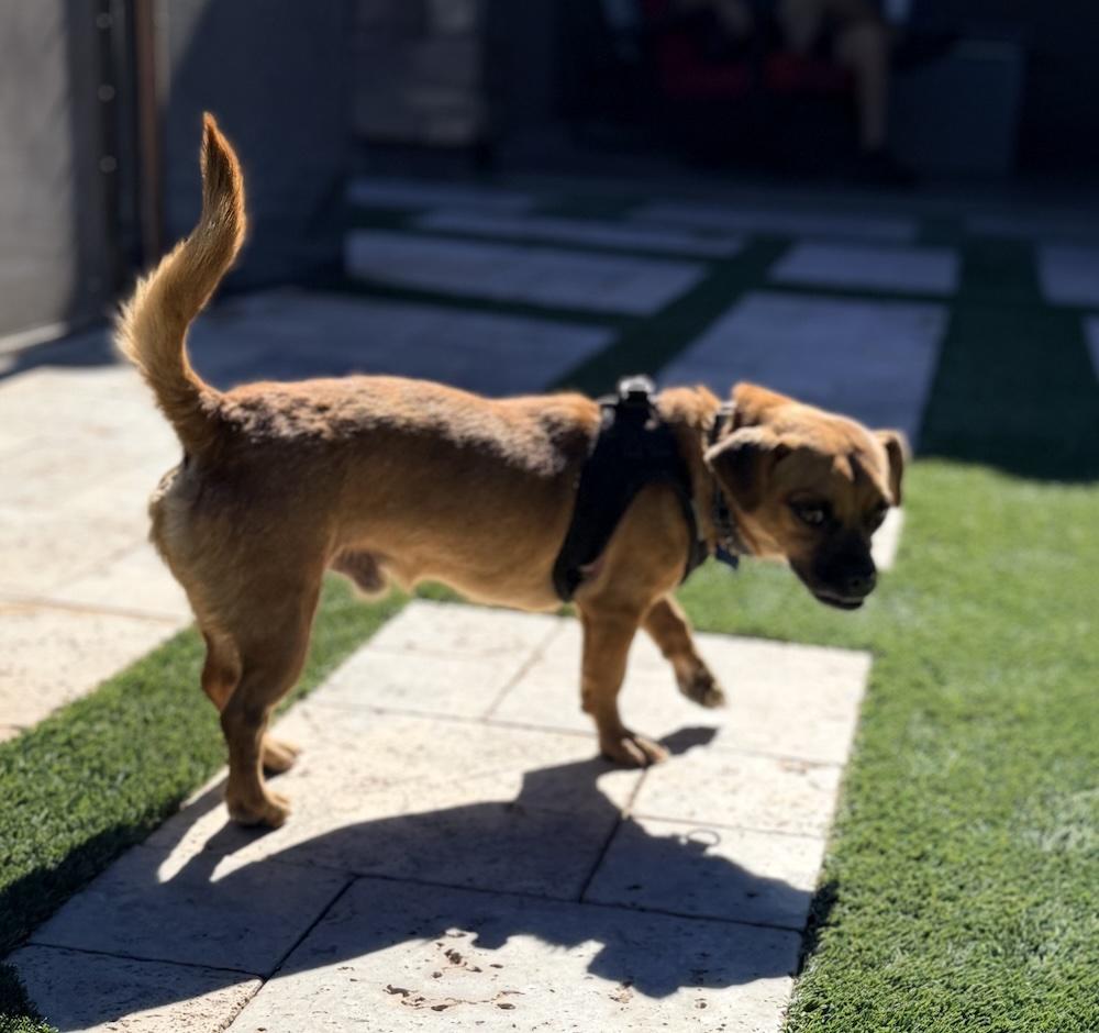 Enlarge Iggy, a Adoptable mixed breed in Scottsdale, AZ image 2/6