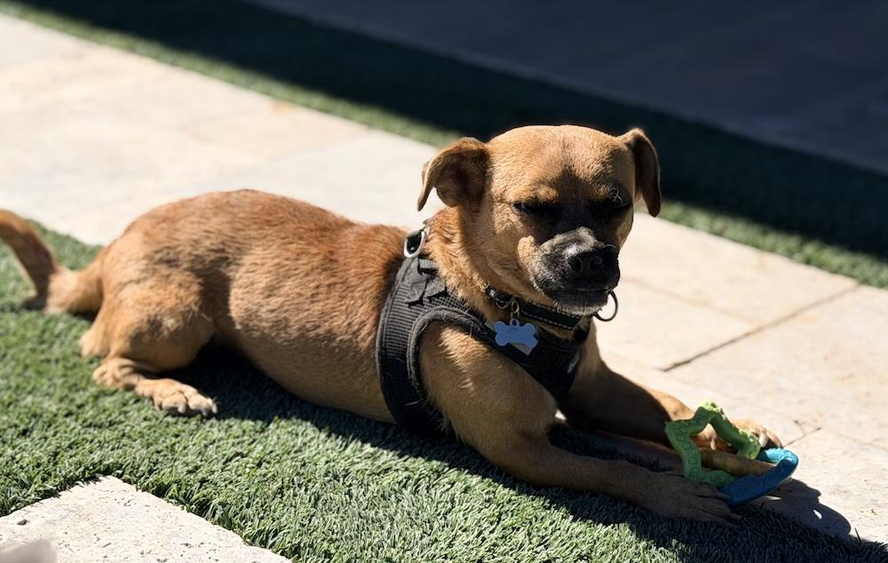 Enlarge Iggy, a Adoptable mixed breed in Scottsdale, AZ image 3/6