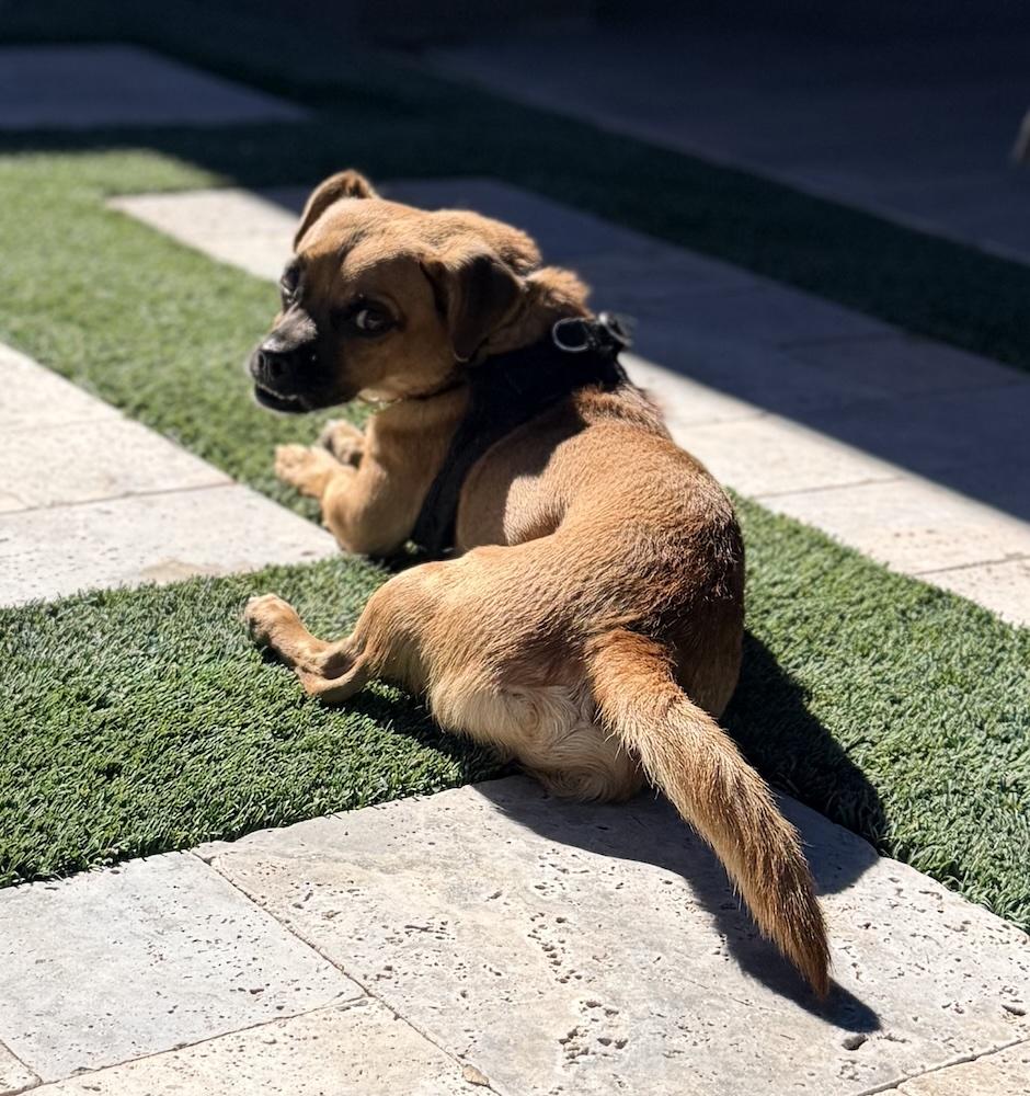 Enlarge Iggy, a Adoptable mixed breed in Scottsdale, AZ image 4/6